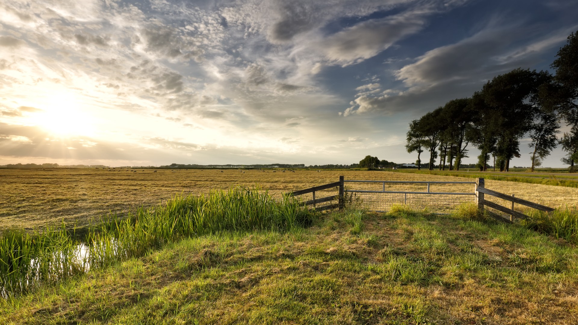 sunlight over Dutch farmland in summer