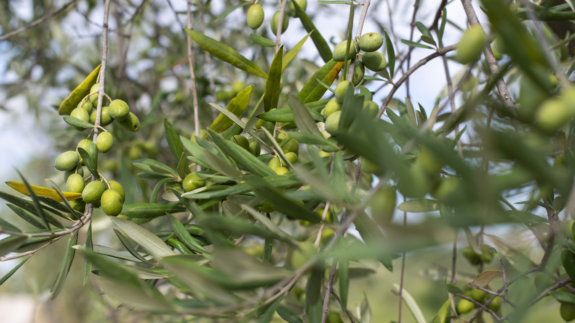 Olive tree close up. Branch with olives